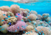 Natureza tem menos reserva do que se pensava para perder espécies Recife de coral com peixes no Atol Rose, Samoa Americana