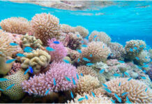 Natureza tem menos reserva do que se pensava para perder espécies Recife de coral com peixes no Atol Rose, Samoa Americana