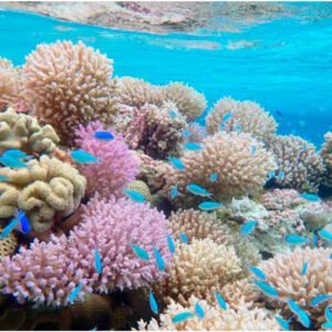 Natureza tem menos reserva do que se pensava para perder espécies Recife de coral com peixes no Atol Rose, Samoa Americana