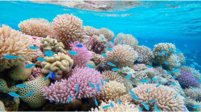 Natureza tem menos reserva do que se pensava para perder espécies Recife de coral com peixes no Atol Rose, Samoa Americana