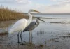 Pássaros retornam ao mar de Aral com nova vida nas margens que desaparecem no Cazaquistão