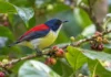 A pequena ave de quatro cores que passou décadas dada como extinta reapareceu em um pedaço de floresta e deixou uma pergunta sem resposta nas Filipinas