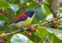 A pequena ave de quatro cores que passou décadas dada como extinta reapareceu em um pedaço de floresta e deixou uma pergunta sem resposta nas Filipinas