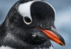 Nova espécie de pinguim gentoo descoberta por especialistas, a primeira em mais de 100 anos