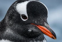Nova espécie de pinguim gentoo descoberta por especialistas, a primeira em mais de 100 anos