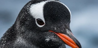 Nova espécie de pinguim gentoo descoberta por especialistas, a primeira em mais de 100 anos