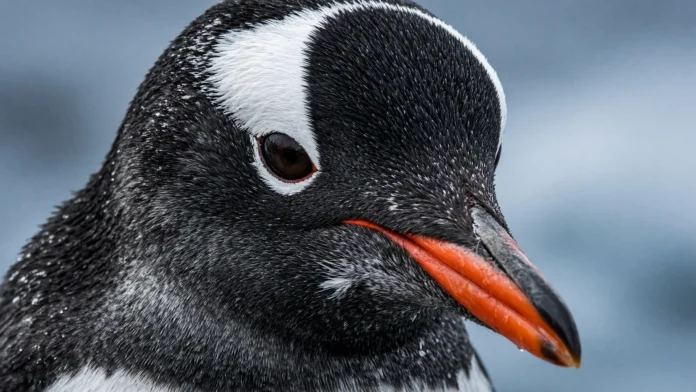 pinguim-gentoo-nova-especie-sudeste-jpg