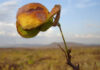 Plantas freiam o avanço das terras secas num planeta com mais CO2 Vegetação de caatinga no interior do Ceará, com um galho em primeiro plano e o semiárido ao fundo