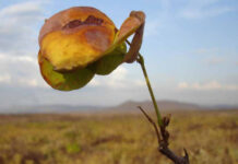 Plantas freiam o avanço das terras secas num planeta com mais CO2 Vegetação de caatinga no interior do Ceará, com um galho em primeiro plano e o semiárido ao fundo