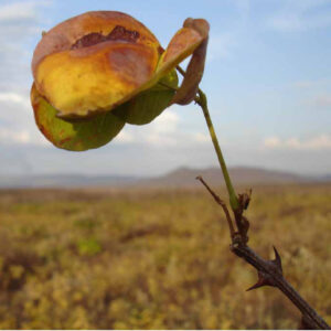 Plantas freiam o avanço das terras secas num planeta com mais CO2 Vegetação de caatinga no interior do Ceará, com um galho em primeiro plano e o semiárido ao fundo