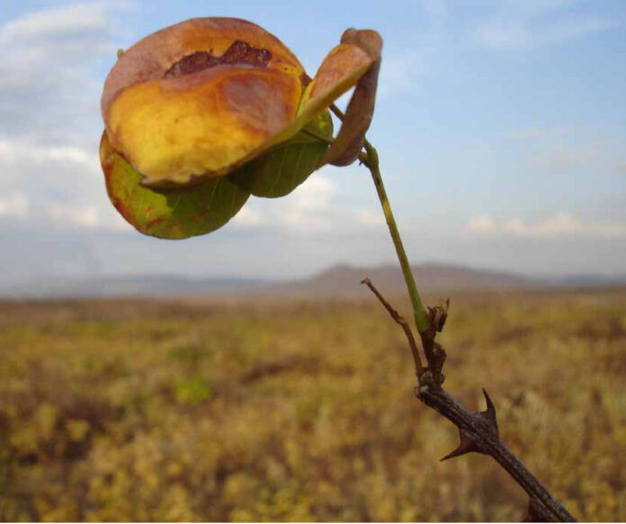 Plantas freiam o avanço das terras secas num planeta com mais CO2 Vegetação de caatinga no interior do Ceará, com um galho em primeiro plano e o semiárido ao fundo