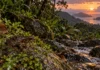 A rã que nasce sem nadar vive entre rochas úmidas em duas ilhas e guarda uma história surpreendente em meio à ameaça de extinção nas Seychelles