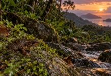 A rã que nasce sem nadar vive entre rochas úmidas em duas ilhas e guarda uma história surpreendente em meio à ameaça de extinção nas Seychelles
