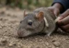 Ratos gigantes africanos são treinados para encontrar minas e detectar tuberculose: olfato permite triar cerca de 100 amostras em apenas 20 minutos