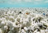 1.685 espécies marinhas sob ameaça de extinção, e 84% dos recifes já sofreram estresse térmico severo