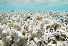 1.685 espécies marinhas sob ameaça de extinção, e 84% dos recifes já sofreram estresse térmico severo