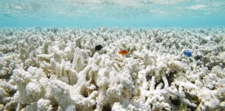 1.685 espécies marinhas sob ameaça de extinção, e 84% dos recifes já sofreram estresse térmico severo