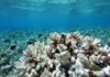 96% dos recifes de coral rasos, quase todos no planeta, estão criticamente ameaçados e podem colapsar até 2075, alerta a UICN