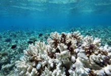 96% dos recifes de coral rasos, quase todos no planeta, estão criticamente ameaçados e podem colapsar até 2075, alerta a UICN