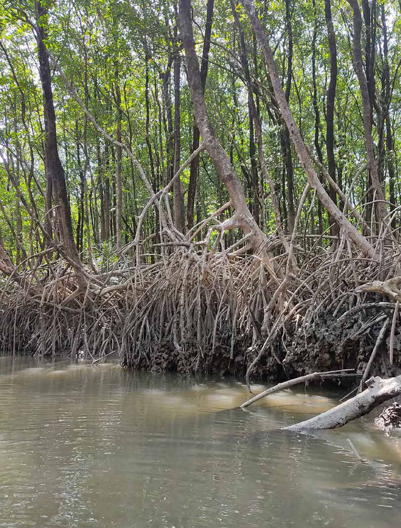 Restaurar ecossistemas enfrenta juntas as crises do clima e da biodiversidade 3 Manguezal em Ananindeua, na Região Metropolitana de Belém (PA). Os mangues estão entre os ecossistemas que, conservados ou restaurados, ajudam a conter o aquecimento e a proteger comunidades de seus impactos.