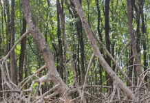 Restaurar ecossistemas enfrenta juntas as crises do clima e da biodiversidade Raízes aéreas de manguezal em Ananindeua, na Região Metropolitana de Belém