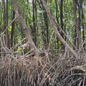 Restaurar ecossistemas enfrenta juntas as crises do clima e da biodiversidade Raízes aéreas de manguezal em Ananindeua, na Região Metropolitana de Belém