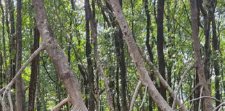 Restaurar ecossistemas enfrenta juntas as crises do clima e da biodiversidade Raízes aéreas de manguezal em Ananindeua, na Região Metropolitana de Belém