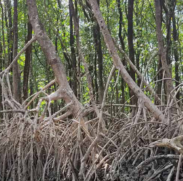 Restaurar ecossistemas enfrenta juntas as crises do clima e da biodiversidade Raízes aéreas de manguezal em Ananindeua, na Região Metropolitana de Belém