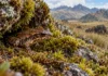 O sapo que passou mais de 50 anos sem ser encontrado voltou a aparecer entre rochas de uma montanha e revelou um novo desafio para pesquisadores