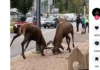 Dois cervos travam os chifres e brigam no meio de uma rua enquanto moradores gravam cena incomum durante época de acasalamento, na Polônia