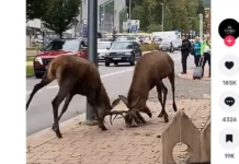 Dois cervos travam os chifres e brigam no meio de uma rua enquanto moradores gravam cena incomum durante época de acasalamento, na Polônia