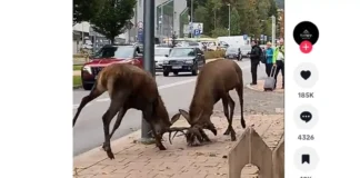 Dois cervos travam os chifres e brigam no meio de uma rua enquanto moradores gravam cena incomum durante época de acasalamento, na Polônia