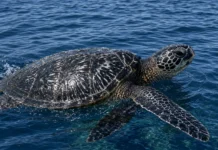 Tartarugas-de-couro nadam quase o dobro para se alimentar, e ninhos caem de 50 mil para menos de 200 na Guiana Francesa