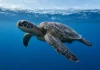 Tartarugas-de-couro teriam mais de um terço das zonas de risco sob proteção, com rede de santuários em 31% do alto-mar atlântico