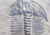 Trocas de megaclima marcaram as grandes extinções da Terra Fóssil de trilobita do Cambriano Médio do monte Stephen, no Canadá