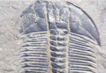 Trocas de megaclima marcaram as grandes extinções da Terra Fóssil de trilobita do Cambriano Médio do monte Stephen, no Canadá