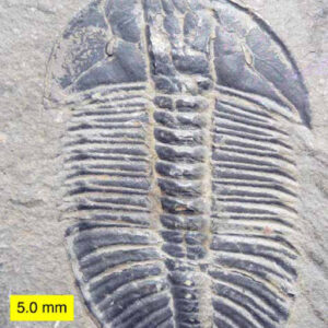 Trocas de megaclima marcaram as grandes extinções da Terra Fóssil de trilobita do Cambriano Médio do monte Stephen, no Canadá