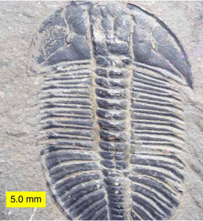 Trocas de megaclima marcaram as grandes extinções da Terra Fóssil de trilobita do Cambriano Médio do monte Stephen, no Canadá