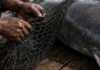 Três tubarões presos na rede de um pescador foram vendidos por R$ 75 mil na Índia