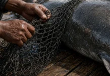 Três tubarões presos na rede de um pescador foram vendidos por R$ 75 mil na Índia
