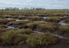 Uma fazenda abandonada abriu valas que secaram a turfa milenar e transformaram o pântano em fonte de gás, e os cientistas preparam inundar de novo o solo para trancar o carbono que escapa