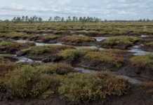 Uma fazenda abandonada abriu valas que secaram a turfa milenar e transformaram o pântano em fonte de gás, e os cientistas preparam inundar de novo o solo para trancar o carbono que escapa