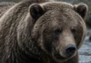 Com pelagem densa e corpo arredondado, Batoh vence e fica com o título de urso mais gordo, no Alasca