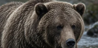 Com pelagem densa e corpo arredondado, Batoh vence e fica com o título de urso mais gordo, no Alasca