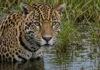 Começou com dois animais há 19 anos e hoje é um recorde: a histórica recuperação da fauna silvestre no Iberá, na Argentina