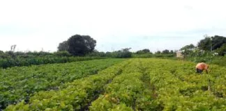 Lavoura Agricultura Familiar 1