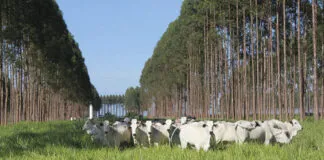 Estudo Conclui Que A Ado O De ILPF Em Diferentes Combina Es Tem Um Balan O Positivo Nas Emiss Es De Gases De Efeito Estufa GEE No Bioma