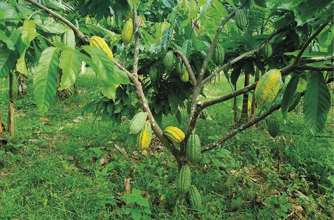 O_plantio_de_esp_cies_nativas_para_recupera__o_de__reas_de_preserva__o_permanente_e_a_implanta__o_de_SAFs_s_o_reco Plantação de árvores nativas da Amazônia recupera áreas de preservação permanente no Sudeste do Pará