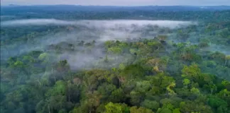 Screenshot 2024 01 02 At 17 02 57 Amazonia.jpg Imagem WEBP 1024 × 682 Pixels Redimensionada 91