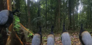 Sil Ncio Para O Show Da Cobra De Hadrien Lalag E